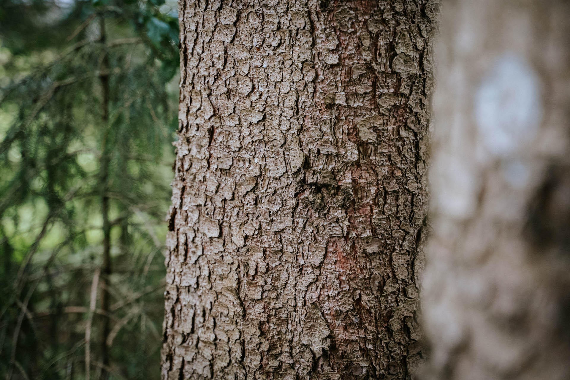 wald_LMG_240919-Rier-214